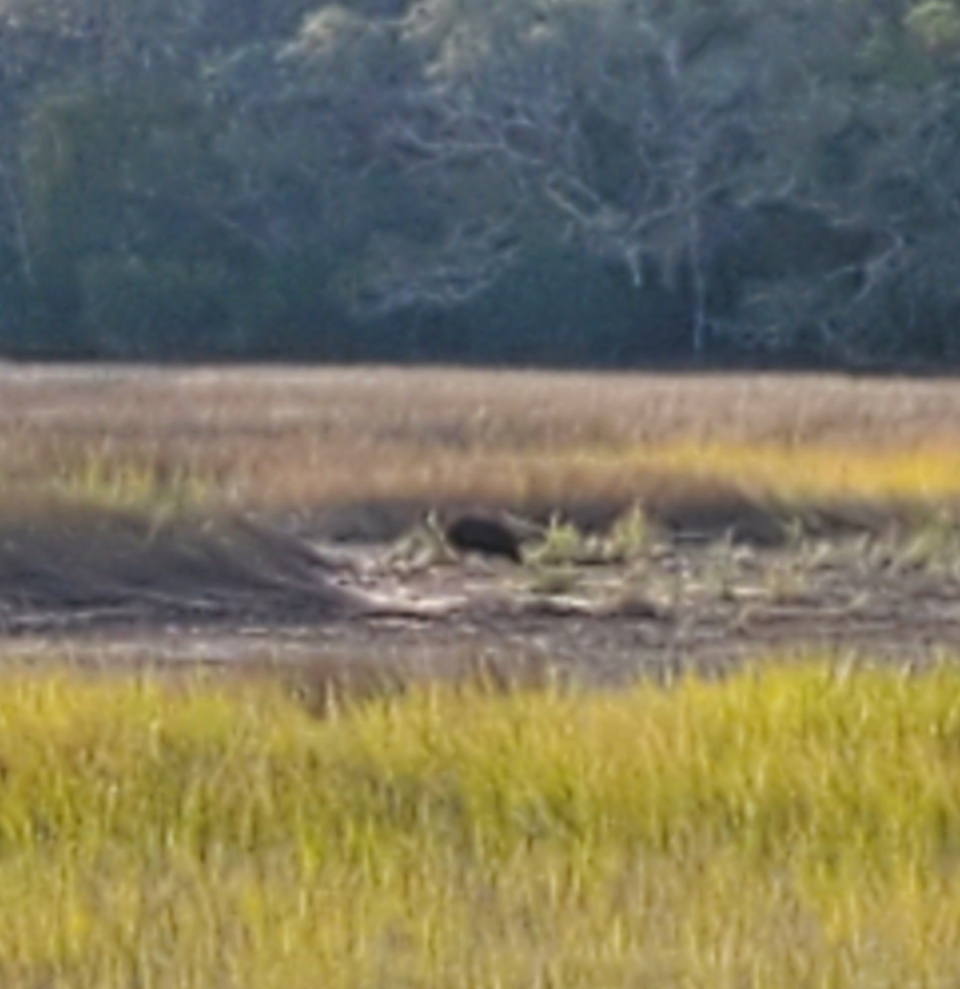 Big Boss Hog was spotted on 11/22/23 in the Marsh behind our home on Mission Drive.  He spent the afternoon, and exited through the woods on St. Joseph's Drive.