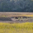 Big Boss Hog was spotted on 11/22/23 in the Marsh behind our home on Mission Drive.  He spent the afternoon, and exited through the woods on St. Joseph's Drive.