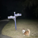 I snapped these photos from the same spot but used a flash for the photo on the left.   A photo of the gate behind me would be similar to the one on the right.  There is no light, zero, nada. I have submitted a “blog” to hopefully generate interest in obtaining additional streetlights, lampposts, etc. for roadways, parks and recreational areas.   My guess is the existing lighting was for initial phases of building with few upgrades, inadequate for current population and traffic.